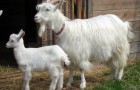 Паразитарные заболевания коз – Эхинококкоз